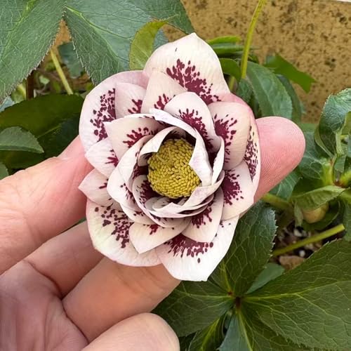 Semillas resistentes de rosa de Navidad jardín de flores perennes resistentes Helleborus thibetanus plantas medicinales maceta de plantas exóticas jardín interior 300pcs