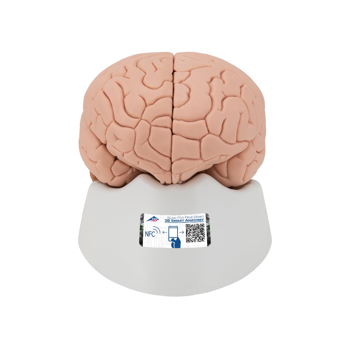 3B Scientific Human Anatomy - Brain Model, 4 Part and Free Anatomy App - 3B Smart Anatomy C16
