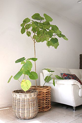 Amazon | ラタン・バスケット/鉢カバー プランターカバーグレー