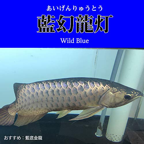 過背金龍極 吉宏水族》馬來西亞武吉美拉頭過背金龍18-20cm，附晶片與證書