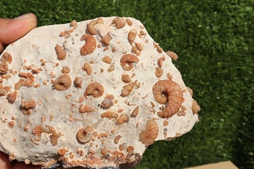 Image of Douvilleiceras & Gastropods Plate Cretaceous Fossils Fossils from Morocco Fossil Rock ammonites Fossil A113