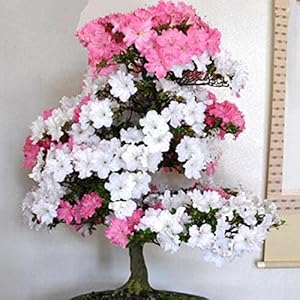 100 pc/pacchetto rari Bonsai 13 varietà di Azalea Semi fai da te Casa & Giardino Piante assomiglia Semi Sakura ciliegio giapponese fiore sboccia