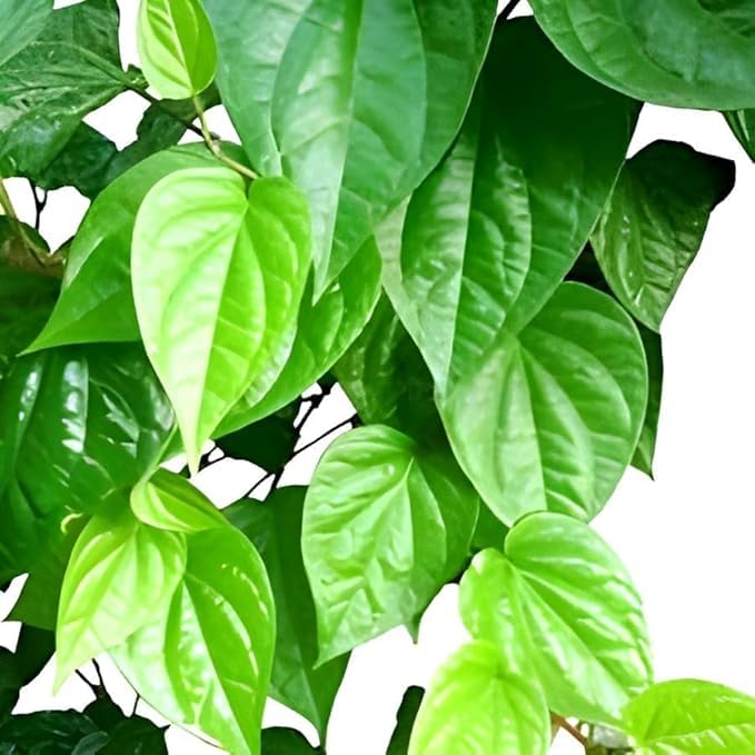 See full amazon price history chart for Green view Pan Betel Leaf (Piper betle) Live Plant || Banarasi Maghai Paan || Meetha Paan || Sweet Paan Rare Healthy Live Plant, Medicinal Herb Pack of 1 for Home Garden and Terrace Green view Pan Betel Leaf (Piper betle) Live Plant || Banarasi Maghai Paan || Meetha Paan || Sweet Paan Rare Healthy Live Plant, Medicinal Herb Pack of 1 for Home Garden and Terrace (B0CKN63W14) Amazon Price History, Amazon Price Tracker