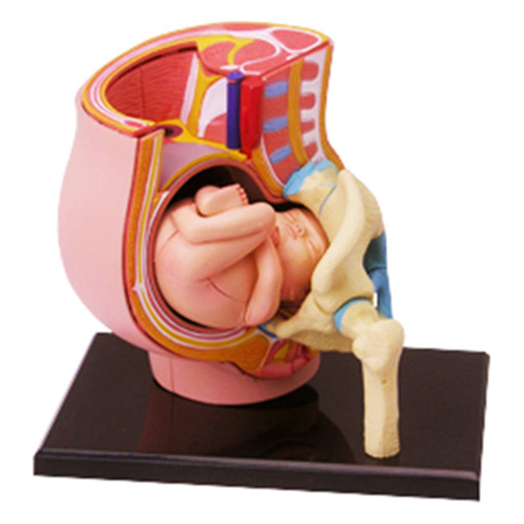 KJMWXOP Human Pregnancy Organ Anatomical Model - Human Organ Anatomical Model - 27 Piece Medical Teaching Model - For Medical Education Training Aid