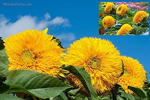 GREEN WORLD Sunflower - Helianthus Teddy Bear Seeds (10 Seeds) (B07PP2C9TN) Amazon Price History, Amazon Price Tracker