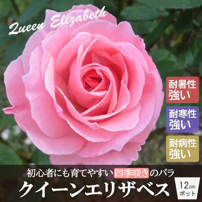レア ストラットン クイーン・エリザベス2世 パウダーコンパクト Amazon.co.jp: バラ 苗 クイーンエリザベス 育てやすい ビギナーズ