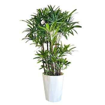 観音竹　大株 観葉植物 カンノンチク」の人気商品一覧 | 安い商品を通販サイト