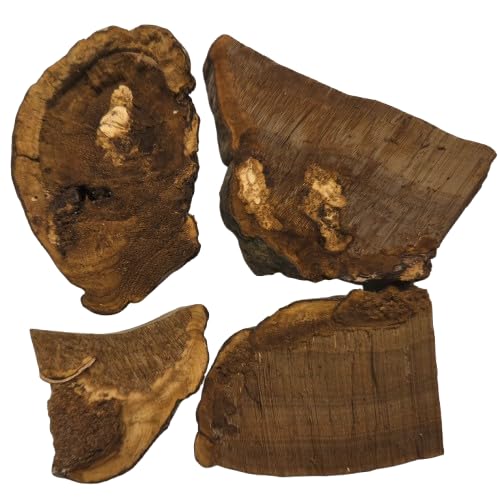 Echter Zunderschwamm (Fomes fomentarius) 100 g Getrockneter Natur-Holzpilz