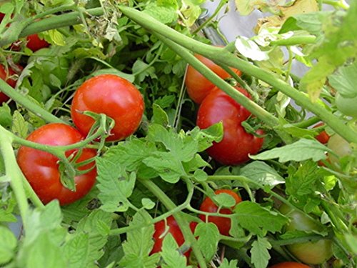 PLAT FIRM Germination Seeds: 100 - Seeds: Moscow Tomato - Great Old Fashioned Tomato Taste!! Free Shipping!!!!!!!