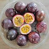 PF FARM Mix Size Dark Purple Fresh Ripe Passion Fruit Florida No.1 (2 Dozen / 24 Counts)