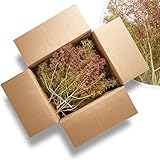 Seemoos/Meerschaum 35x25x15cm-Karton, für ganze Modellbauwälder! tolle Kartonbefüllung für ganze Bewaldungen, Architekturmodellbau, Basteln, Bäume, Büsche, Landschaft & Dioramen