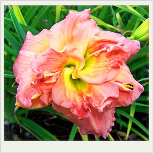 Leuchtende Taglilien mit seltenen Farben, mehrjährige winterharte Taglilien, geeignet für Gartendekoration und Innendekoration-15 stück-a