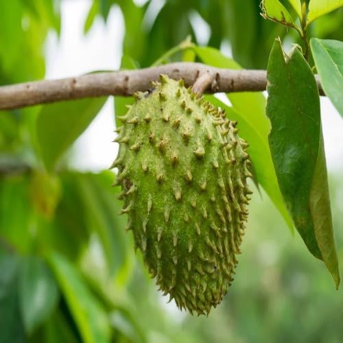 Metechondra 648628, 60 grüne Soursop-Samen