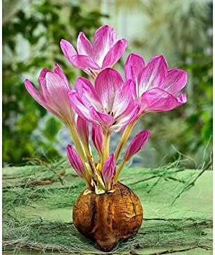Colchicum The Giant - Naked Ladies - Size 20-3 Bulbs - : Amazon.co.uk