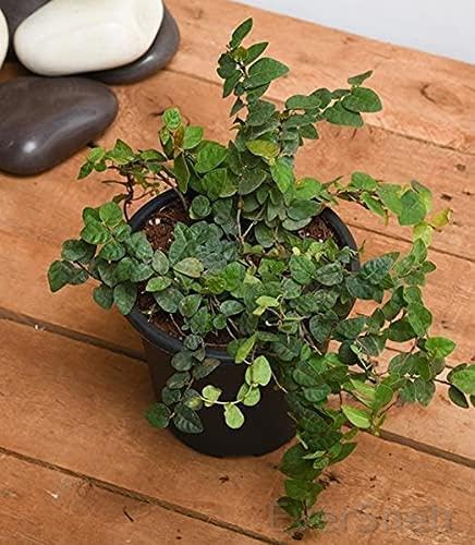 See full amazon price history chart for EverSneh Chipkali Bel Climber & Creeper Plant Ficus Repens Creeping Lve Plant With Black Plastic Pot 4 Inch Size EverSneh Chipkali Bel Climber & Creeper Plant Ficus Repens Creeping Lve Plant With Black Plastic Pot 4 Inch Size (B0BDZS1KHC) Amazon Price History, Amazon Price Tracker