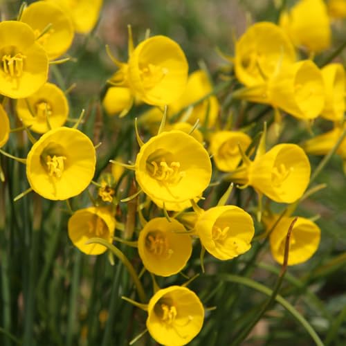 原種系 ペチコート咲き スイセン バルボコジューム 球根 10球 Narcissus bulbocodium はなみどり