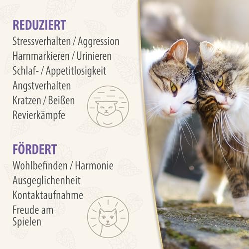Felisept Family Comfort Starter-Set im Mehrkatzenhaushalt (Verdampfer + Flakon 45ml) - Beruhigungsmittel für Katzen - Katzen Beruhigungsmittel natürliche Katzenminze - Entspannungsmittel für Katzen