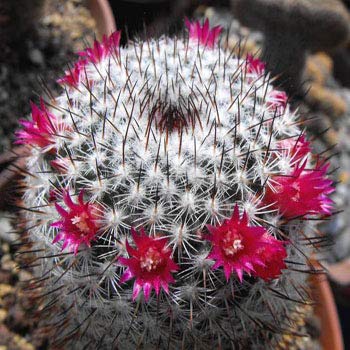 120pcs Pilosocereus Magnificus Amazing Blue Sky Cactus Plant Seeds