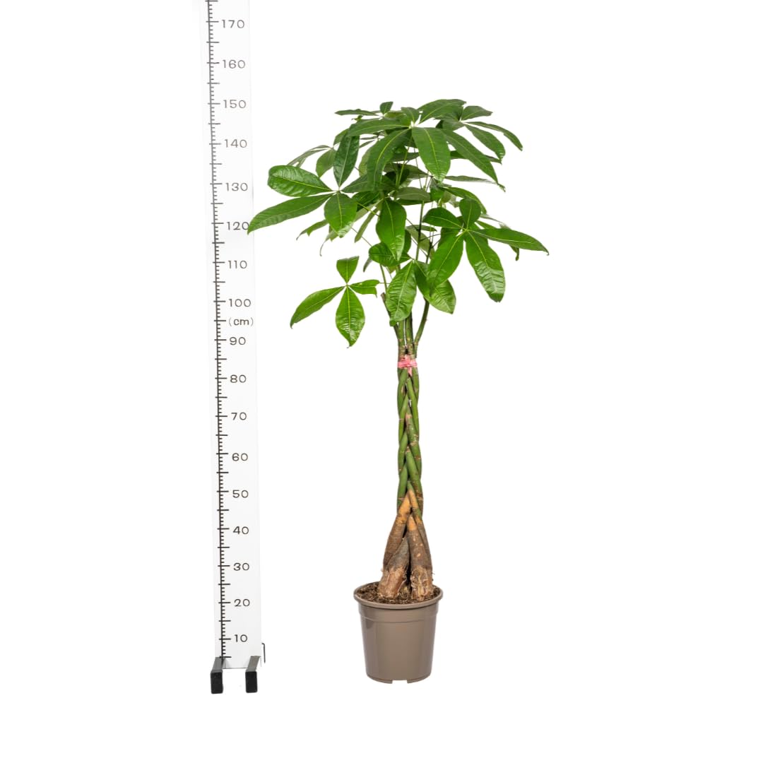 Exotenherz Pachira Aquatica - Castano della fortuna con tronco intrecciato, altezza circa 120-140 cm