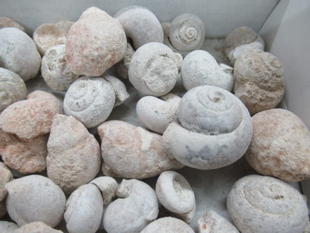 Amazon | 巻貝の化石500グラムモロッコNo.145 303 | 化石・発掘