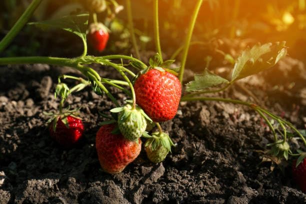 Image of Healthy Vibe Premium Everbearing Strawberry Plant - Sweet and Juicy Berries for Your Garden - Hardy and Easy to Grow - Perfect for Home Gardening