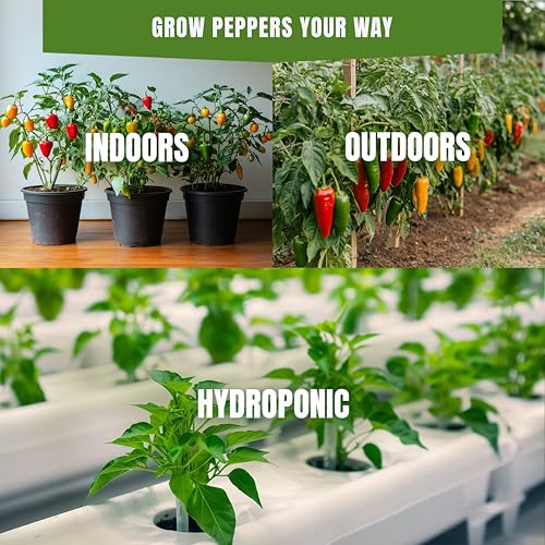 Cayenne Pepper Seeds for Planting – 50 Non-GMO Heirloom USA-Grown Hot Chili 30,000–50,000 SHU with High Germination (Capsicum annuum) - Image 2