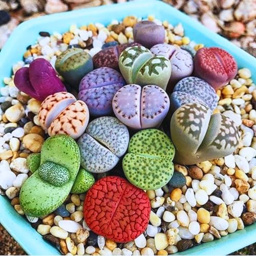 20 Multicolor Lithops Plants Live, Mix Lithops Succulents Plants Live,