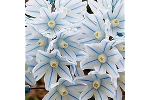Pack of 25 Puschkinia Snowdrop Bulbs- Perennially blue