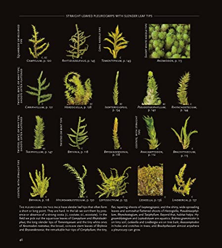 Mosses Of The Northern Forest: A Photographic Guide (The Northern Forest Atlas Guides) #TOP6