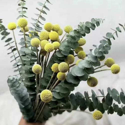 10 Pcs Dried Preserved Eucalyptus Stems&15 PcsCraspedia Dried Flowers Yellow Billy Buttons Balls, 17Real Freshly Harvested Dry Plant Bunch Arrangements Decorate for Home Crafts, Party, Wedding
