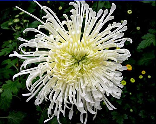 Bloom Green Co. White Spider Chrysanthemum Bonsai Flower Seeds, Professional Pack, 50 Seeds/Pack: 1