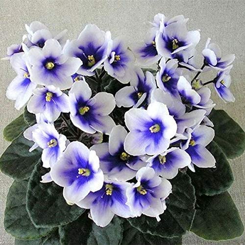 MITRAEE 100Pcs Mixed Color Mini Violet Seeds,African Violet Seeds,Mini Garden Plants Violet Flowers
