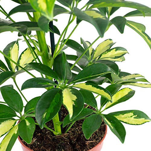 Strahlenaralie Mix - echte Zimmerpflanze, Schefflera - Höhe ca. 45 cm, Topf-Ø 13 cm - Image 3