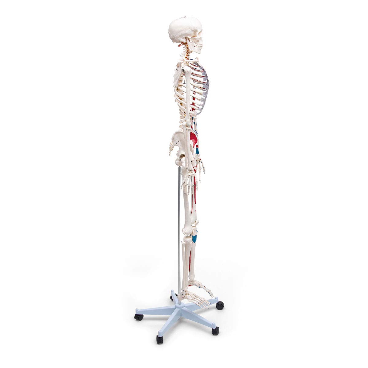Anatomía Elemental Modelo de Esqueleto – Esqueleto Humano a Tamaño Real de PVC Duradero con Articulaciones Móviles, Inserciones y Orígenes Musculares Pintados a Mano, Soporte con Ruedas