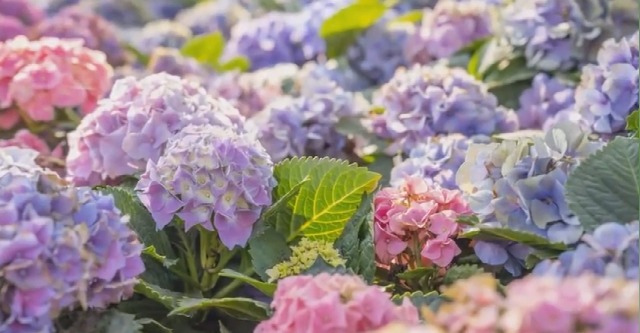 Amazon.com : T-shin Exquisite Hydrangea Seedlings for Potted