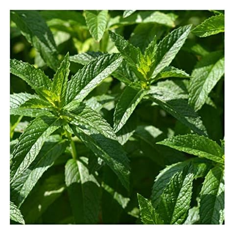 Premier Seeds Direct Spearmint Herb Seeds Cover