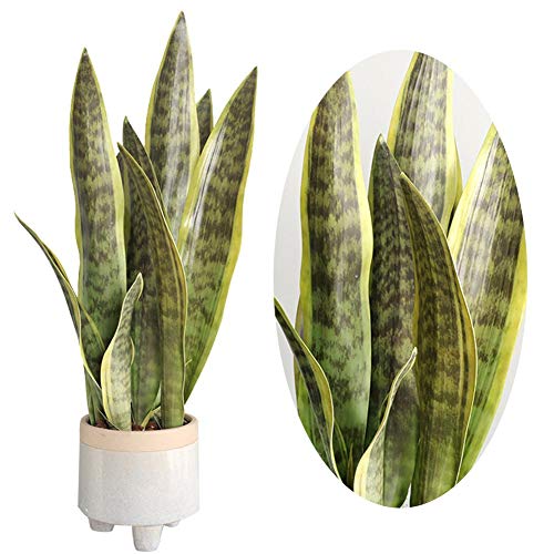 Planta Verde Artificial Flor de simulación de Planta de Desierto Sansevieria de 4 Hojas para Tienda de Oficina en casa Decoración de jardín