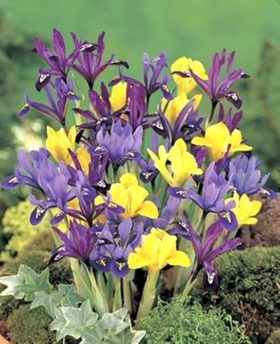 25x IRIS Reticulata Mixed Bulbs -Spring Flowering Garden Bul
