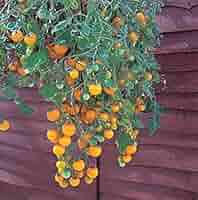 Amazon.com : Tumbling Tom Yellow Tomato Seeds : Patio, Lawn