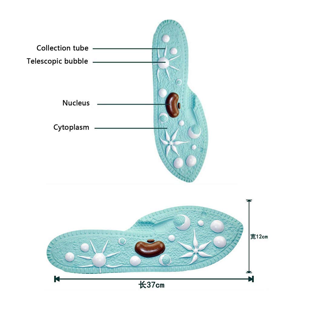 Modello Paramecium - Modelli Biologici Speciali Anatomici per Lo Studio di Classe Scientifica Mostrano Strumenti di Educazione Medica