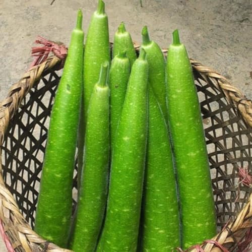 4 Pack x 26 Seeds - Long Bottle Gourd Seeds for Planting - Calabash Or Opo Squash Seeds | White-Flowered Gourd Squash Lauki Doodhi Seeds | Lauki Or Dudhi Sponge Gourd Cucuzza Seeds - Thumbnail 5