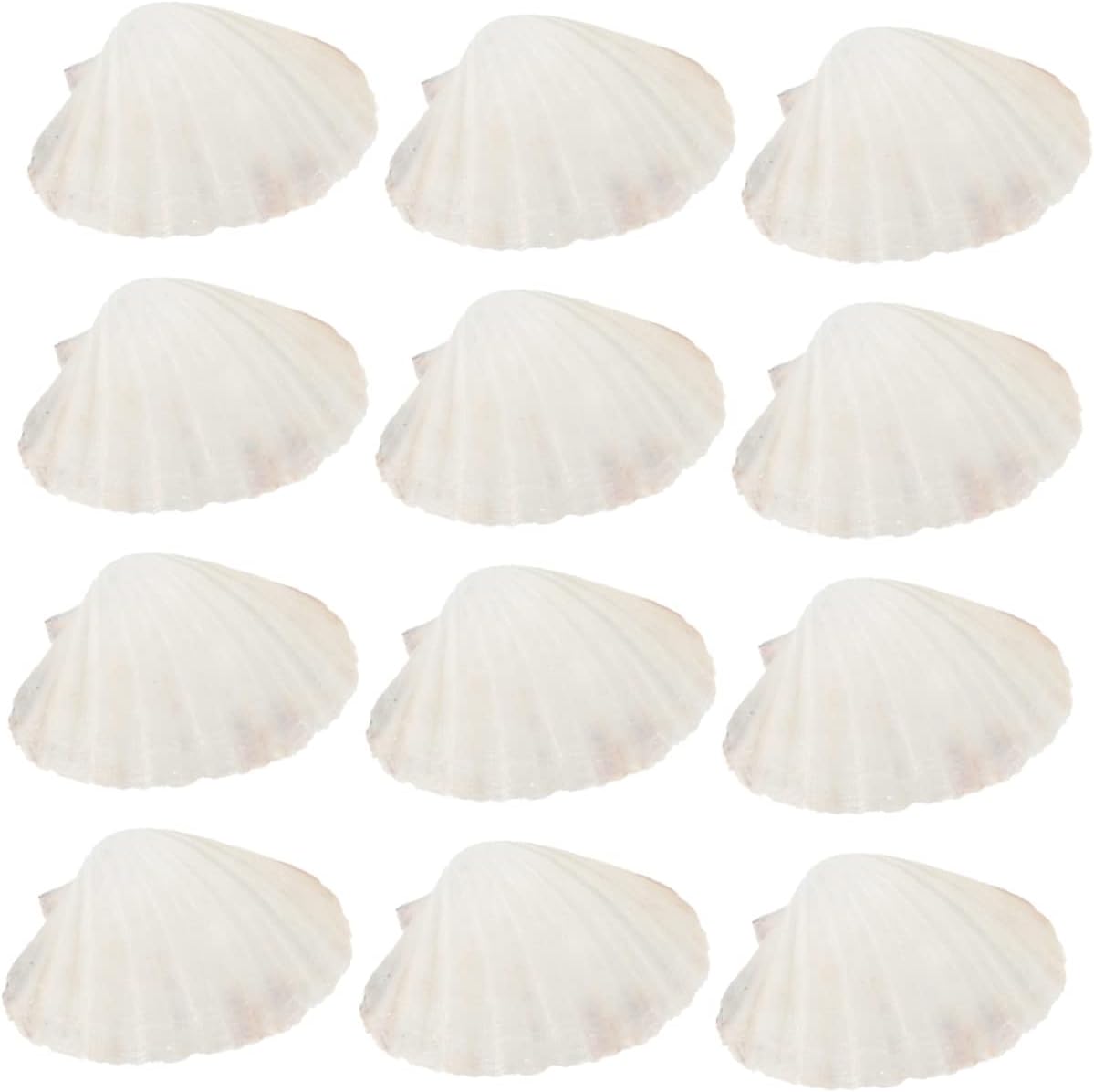 12pcs Natural Baking Shells Scallop Shells for Food Decorative Kitchen Utensils