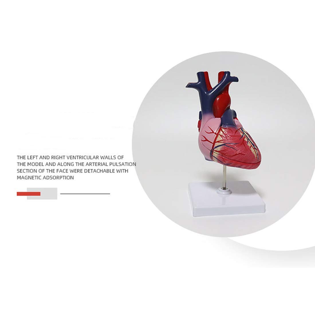 Modello di Cuore Anatomia, Formato di Vita Modello Cuore Umano Anatomia elementare 2 Parti Modello di Cuore per la Scienza Display Strumento didattico