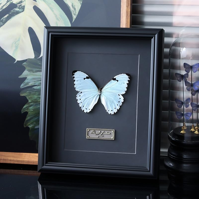 Image of Butterfly Specimen Kit Includes pins, mounting Board, Spreading Tools, Display case, Labels, Forceps, Preserving and showcasing Butterfly specimens. (Black Photo Frame Tool Set)