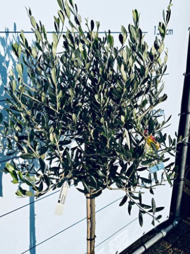 Olijfboom op stam, 160 cm hoog, Winterhard -18 - Image 6