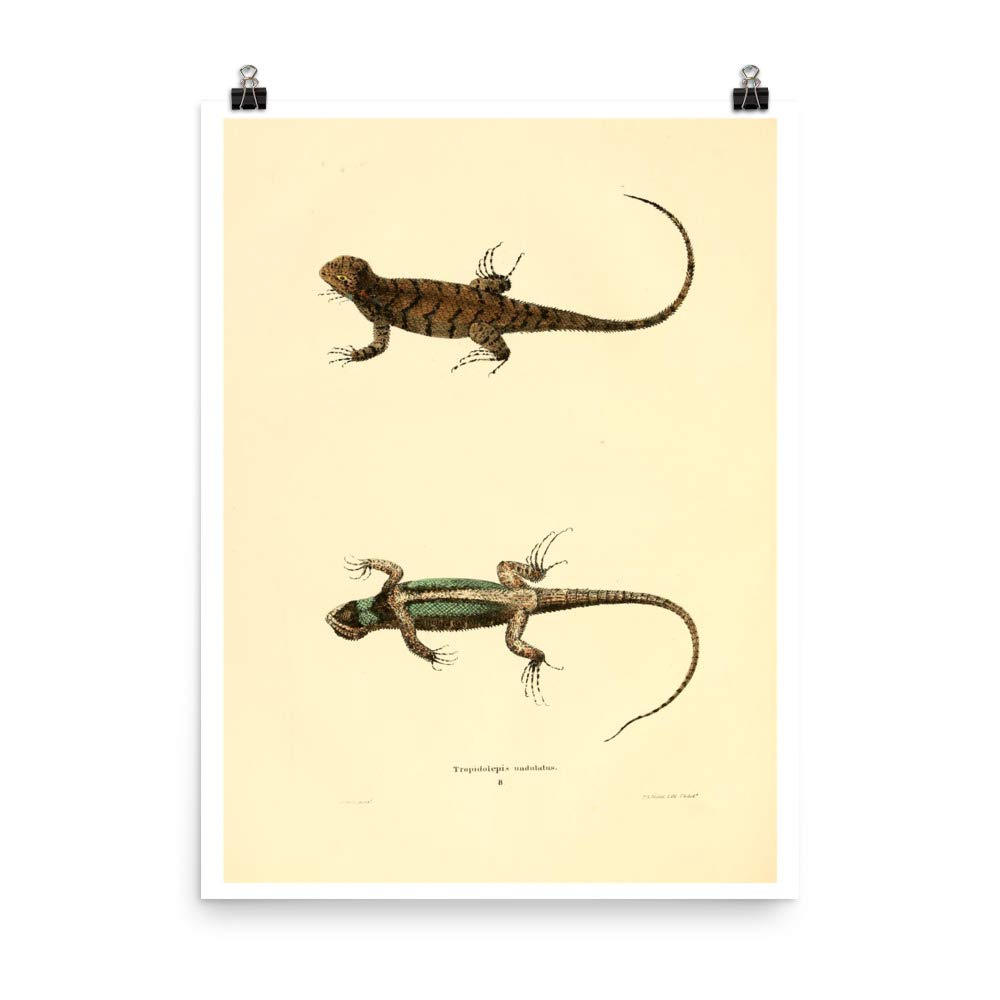 Lézard de clôture orientale poster vintage 1836 pour sublimer un salon style cabinet de curiosités