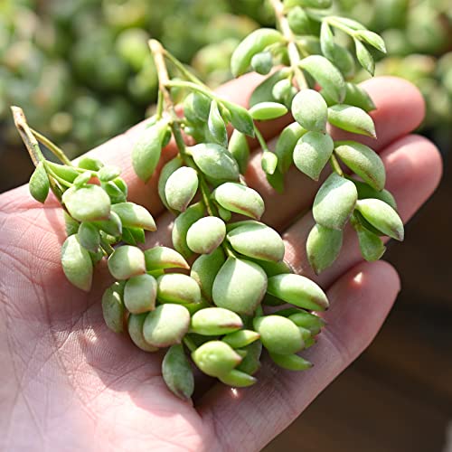 4" Cotyledon Pendens, Live Succulent Fully Rooted In Pots With Soil Mix, Rare House Plant For Home Office Wedding Indoor Outdoor Decoration, Diy Projects, Party Favor Gift #TOP4