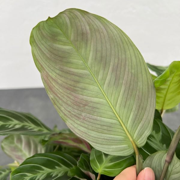 Amazon｜[観葉植物フェア]マランタ：マッサンゲアナ 5号鉢植え[熱帯