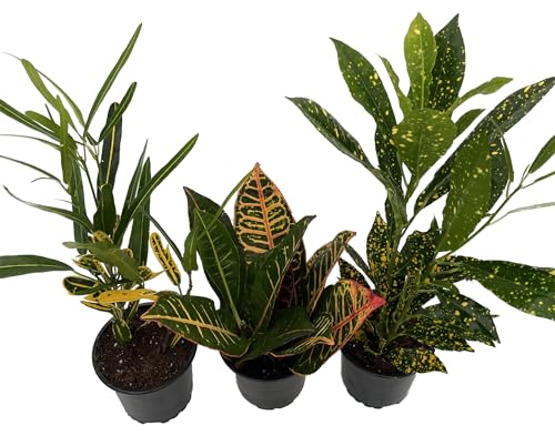 Croton Assorted Best Garden Croton Plants: Live & Artificial Options
