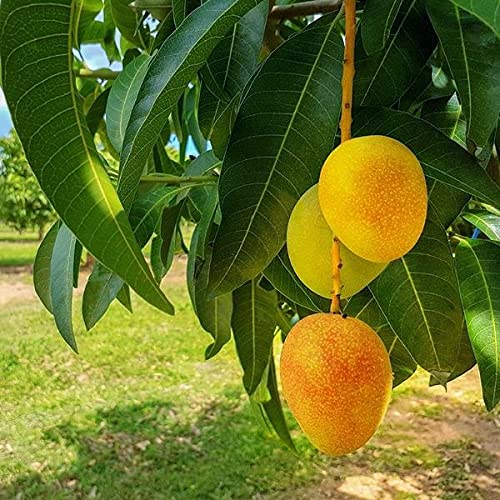 See full amazon price history chart for InGreen Lakshmanbhog Mangoes - Malda Grafted Hybrid Live Plant- 2 Ft. Height InGreen Lakshmanbhog Mangoes - Malda Grafted Hybrid Live Plant- 2 Ft. Height (B09CZKFJ42) Amazon Price History, Amazon Price Tracker